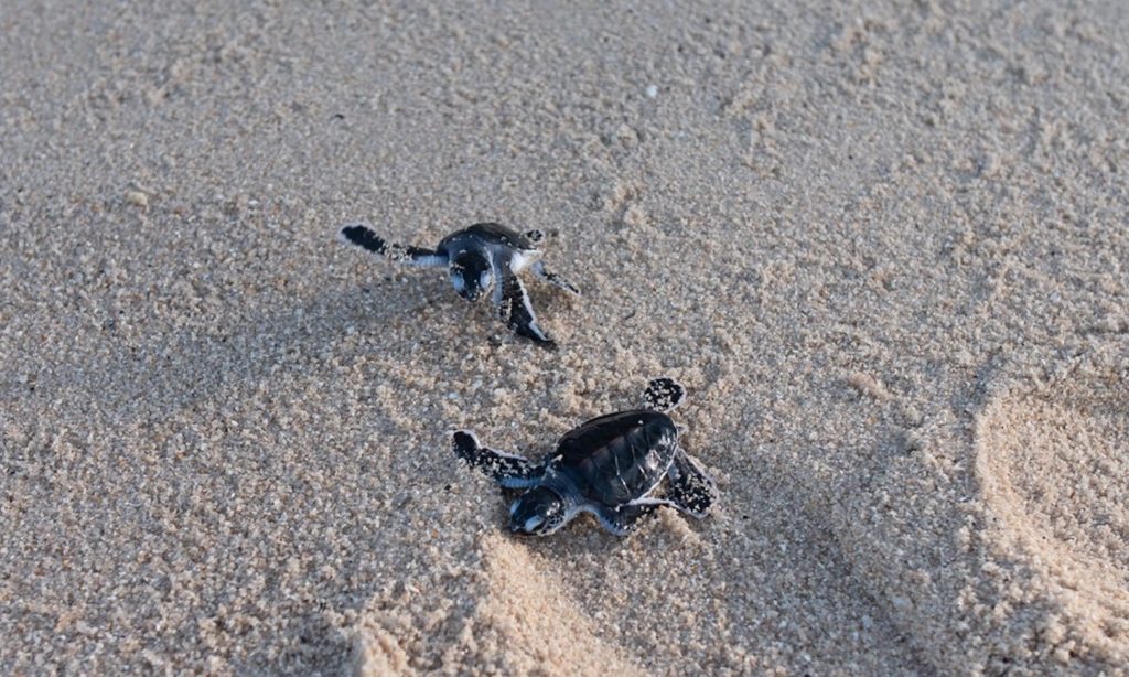 sea turtles, animal conservation, releasing turtles, baby animals