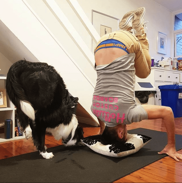 Year of the dog, dog yoga, doga, dogs doing yoga, pets doing yoga